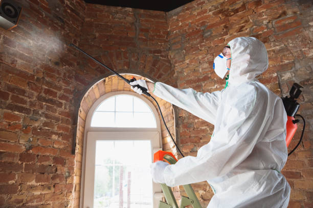 Professional Mold Removal & Remediation in Alto, GA