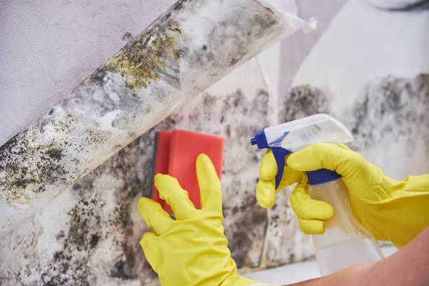 Biohazard Mold Removal in Alto, GA